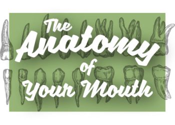Arlington dentist, Dr. Kasey Hawkins at Crown Dentistry shares all about the anatomy of your mouth and how it works together for your benefit.